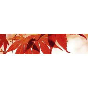 Piros levelek, konyhai matrica hátfal, 260 cm kép