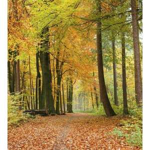 Őszi séta az erdőben, poszter tapéta 225*250 cm kép