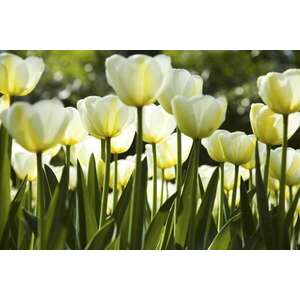 Fehér tulipánok, poszter tapéta 375*250 cm kép