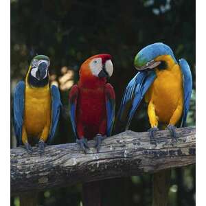 Papagájok, poszter tapéta 225*250 cm kép