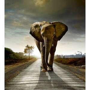 Elefánt az úton, poszter tapéta 225*250 cm kép
