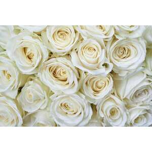 Fehér rózsafejek, poszter tapéta 375*250 cm kép