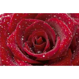 Vízes vörös rózsa, poszter tapéta 375*250 cm kép