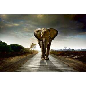 Elefánt az úton, poszter tapéta 375*250 cm kép
