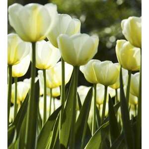 Fehér tulipánok, poszter tapéta 225*250 cm kép