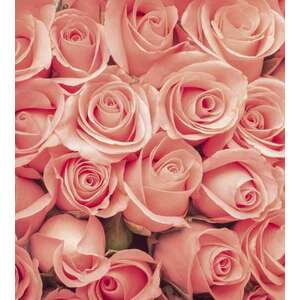 Rózsafejek, poszter tapéta 225*250 cm kép