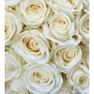 Fehér rózsafejek, poszter tapéta 225*250 cm kép