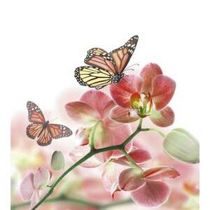 Pillangók a virágon, poszter tapéta 225*250 cm kép