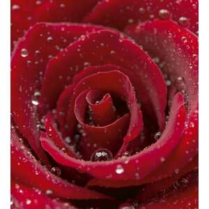 Vízes vörös rózsa, poszter tapéta 225*250 cm kép