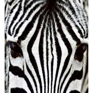 Zebra, poszter tapéta 225*250 cm kép