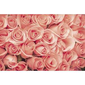 Rózsafejek, poszter tapéta 375*250 cm kép