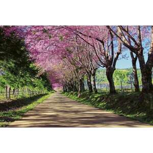 Rózsaszín virágos út, poszter tapéta 375*250 cm kép