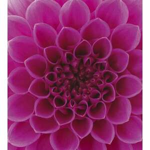 Rózsaszín virág közepe, poszter tapéta 225*250 cm kép