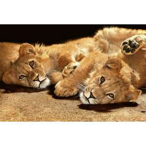Pihenő oroszlánok, poszter tapéta 375*250 cm kép