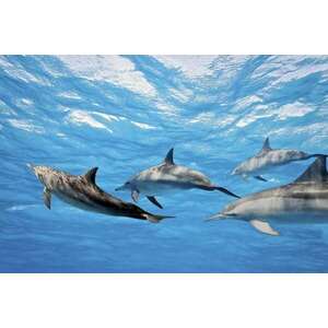 Delfinek a víz alatt, poszter tapéta 375*250 cm kép