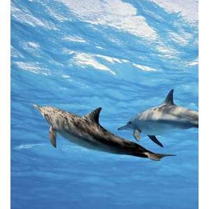 Delfinek a víz alatt, poszter tapéta 225*250 cm kép