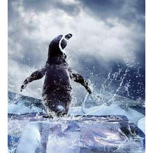 Pingvin a jégtömbön, poszter tapéta 225*250 cm kép