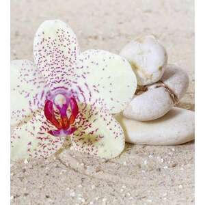 Virág kövekkel a homokban, poszter tapéta 225*250 cm kép