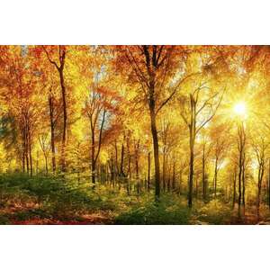 Őszi erdei tájkép poszter tapéta 375*250 cm kép
