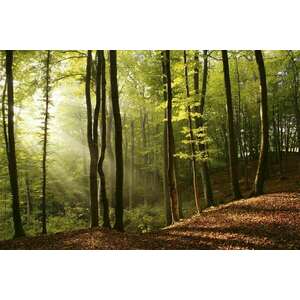 Napfényes erdő, poszter tapéta 375*250 cm kép
