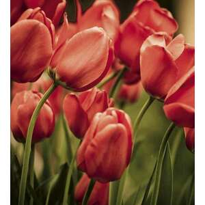 Piros tulipánok, poszter tapéta 225*250 cm kép