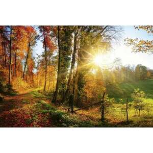 Erdei panoráma ősszel, poszter tapéta 375*250 cm kép