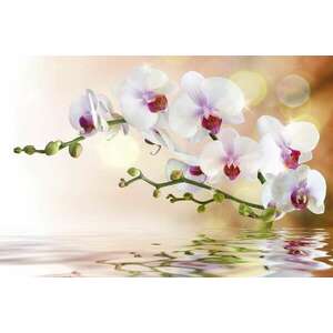 Orchidea, poszter tapéta 375*250 cm kép
