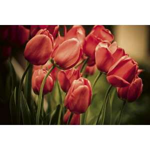 Piros tulipánok, poszter tapéta 375*250 cm kép