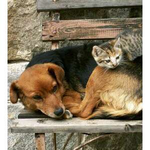 Kutya cica barátság, poszter tapéta 225*250 cm kép
