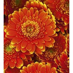 Narancssárga virágok, poszter tapéta 225*250 cm kép