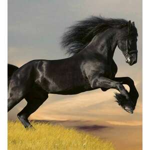 Ló, poszter tapéta 225*250 cm kép