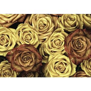 Fotótapéta Vintázs rózsák 3D XL kép