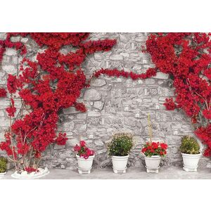 Fotótapéta Fal piros virágokkal 2 XL kép