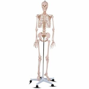 Anatómiai csontváz modell állvánnyal kép