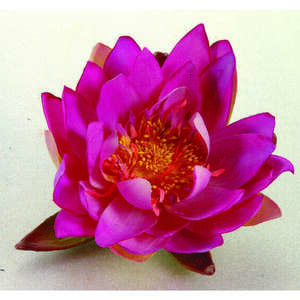 Ubbink selyemvirág, lila tavirózsa 16 cm kép