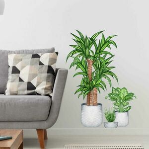 Falmatrica nappaliba - Szobanövények kép