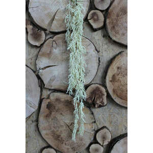 Krémszínű kúszó pálmavirág bogyókkal 70cm kép