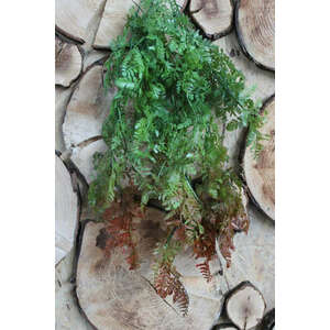 Zöldespiros mű futó páfrány 70cm kép