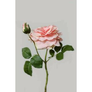 Lazac színű mű kerti rózsa 36cm kép