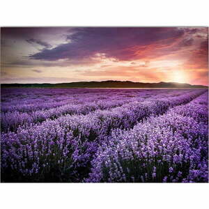 Kép 100x70 cm Lavender Field – Wallity kép