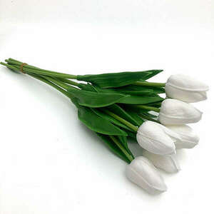 Fehér Tulipán, 1db kép