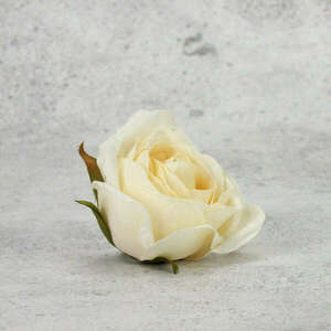 Rózsafej - krém kép
