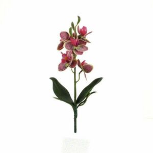 Orchidea levéllel, gyökérrel ciklámen-cirmos kép