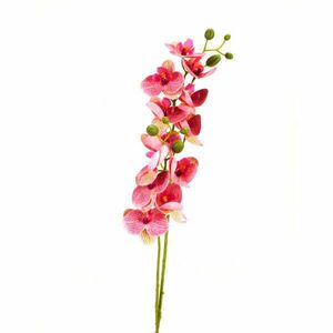 2 ágú orchidea rózsaszín-sárga kép