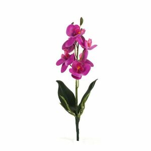 Orchidea levéllel, gyökérrel ciklámen kép