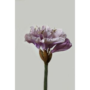 Lila amaryllis (hölgyliliom) kép