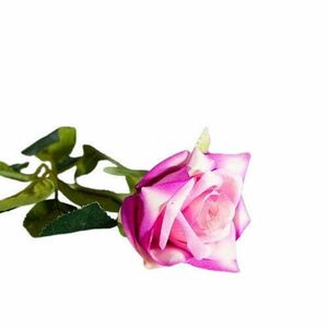 50 cm rózsaszín cirmos rózsa kép