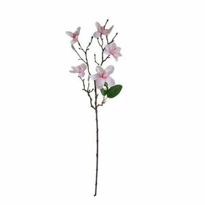 Magnolia Művirág kép