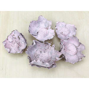 Rózsaszín pipacs termés 5db/csomag kép