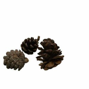 EURO pine toboz 12-13 cm NAGY kép